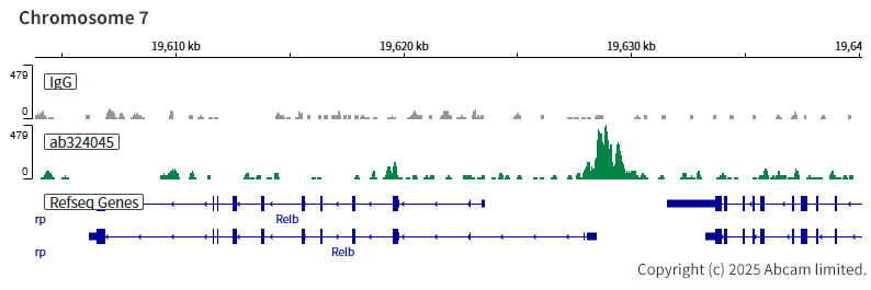 ChIC/CUT&RUN sequencing - Anti-AP2 gamma/TFAP2C antibody [EPR29851-13] (ab324045), expandable thumbnail