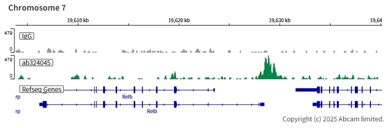 ChIC/CUT&RUN sequencing - Anti-AP2 gamma/TFAP2C antibody [EPR29851-13] (AB324045)