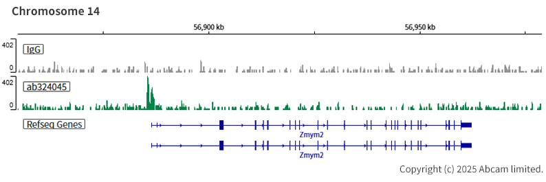 ChIC/CUT&RUN sequencing - Anti-AP2 gamma/TFAP2C antibody [EPR29851-13] (ab324045), expandable thumbnail