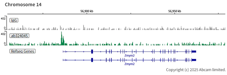 ChIC/CUT&RUN sequencing - Anti-AP2 gamma/TFAP2C antibody [EPR29851-13] (AB324045)