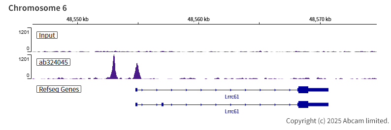 ChIP-sequencing - Anti-AP2 gamma/TFAP2C antibody [EPR29851-13] (ab324045), expandable thumbnail