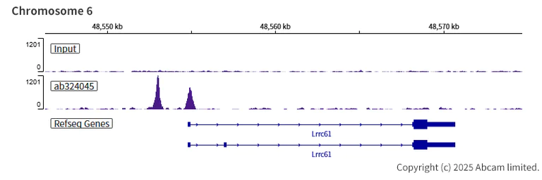 ChIP-sequencing - Anti-AP2 gamma/TFAP2C antibody [EPR29851-13] (AB324045)