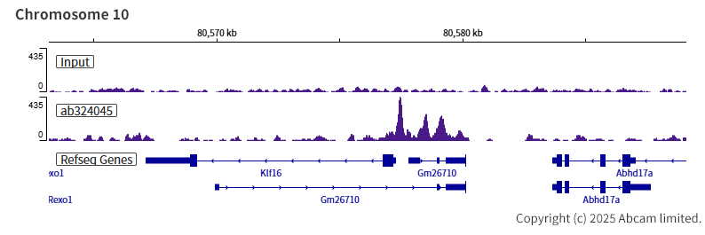 ChIP-sequencing - Anti-AP2 gamma/TFAP2C antibody [EPR29851-13] (ab324045), expandable thumbnail