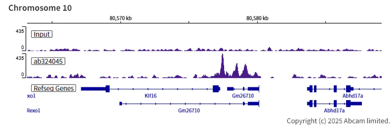 ChIP-sequencing - Anti-AP2 gamma/TFAP2C antibody [EPR29851-13] (AB324045)