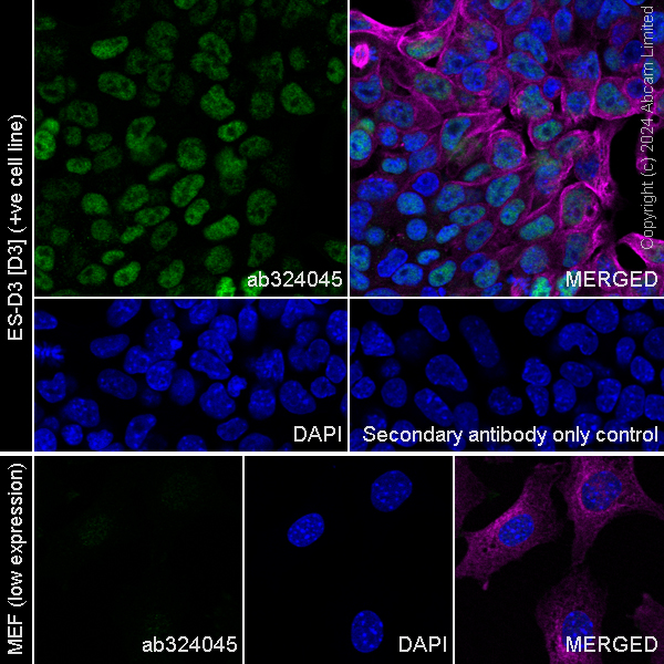 Immunocytochemistry/ Immunofluorescence - Anti-AP2 gamma/TFAP2C antibody [EPR29851-13] (AB324045), expandable thumbnail