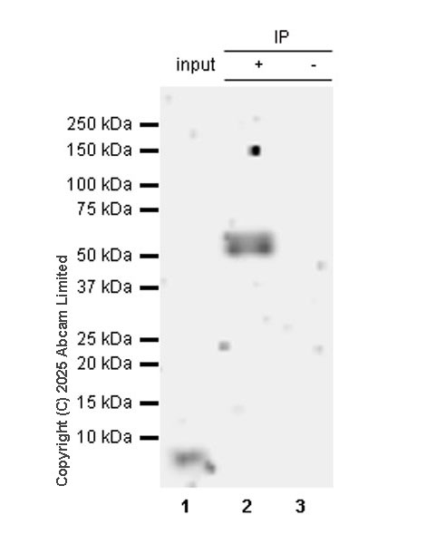 Immunoprecipitation - Anti-AP2 gamma/TFAP2C antibody [EPR29851-13] (ab324045), expandable thumbnail
