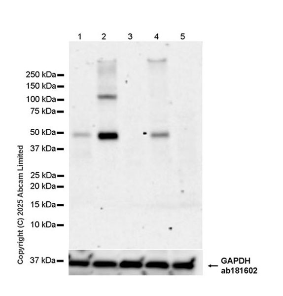 Western blot - Anti-AP2 gamma/TFAP2C antibody [EPR29851-13] (AB324045), expandable thumbnail