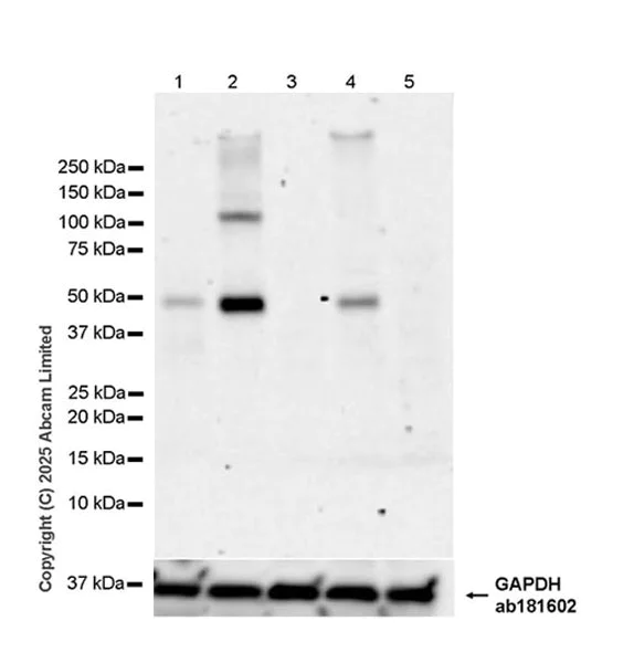 Western blot - Anti-AP2 gamma/TFAP2C antibody [EPR29851-13] (AB324045)