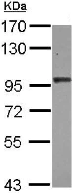 Western blot - Anti-AP2B1 antibody (AB151961)