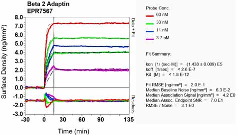 OI-RD Scanning - Anti-AP2B1 antibody [EPR7567] (AB129168), expandable thumbnail