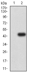 Western blot - Anti-AP2M1 antibody [4F1B2] (AB233712)