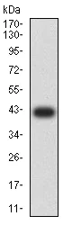 Western blot - Anti-AP2M1 antibody [4F1B2] (AB233712)