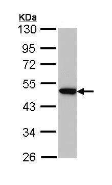 Western blot - Anti-AP2M1 antibody (AB137727)
