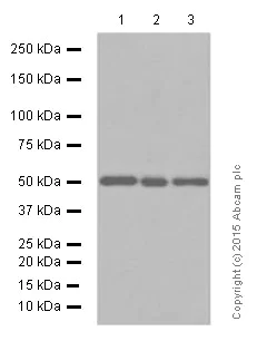 Western blot - Anti-AP2M1 antibody [EP2695Y] (AB75995)