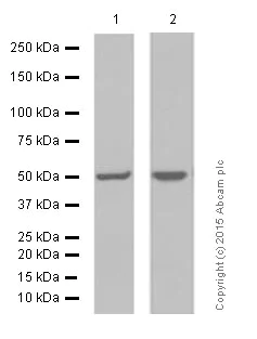 Western blot - Anti-AP2M1 antibody [EP2695Y] (AB75995)