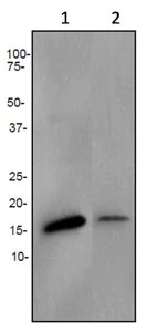 Western blot - Anti-AP2S1 antibody [EPR2696] - BSA and Azide free (AB247552)