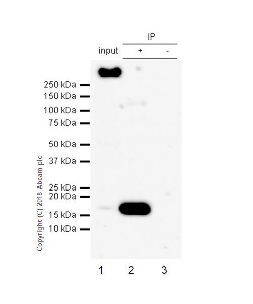 Immunoprecipitation - Anti-AP2S1 antibody [EPR2697(2)] (AB128950), expandable thumbnail
