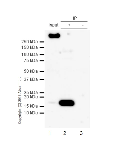 Immunoprecipitation - Anti-AP2S1 antibody [EPR2697(2)] (AB128950)