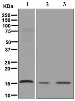 Western blot - Anti-AP2S1 antibody [EPR2697(2)] (ab128950), expandable thumbnail