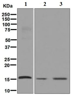 Western blot - Anti-AP2S1 antibody [EPR2697(2)] (AB128950)
