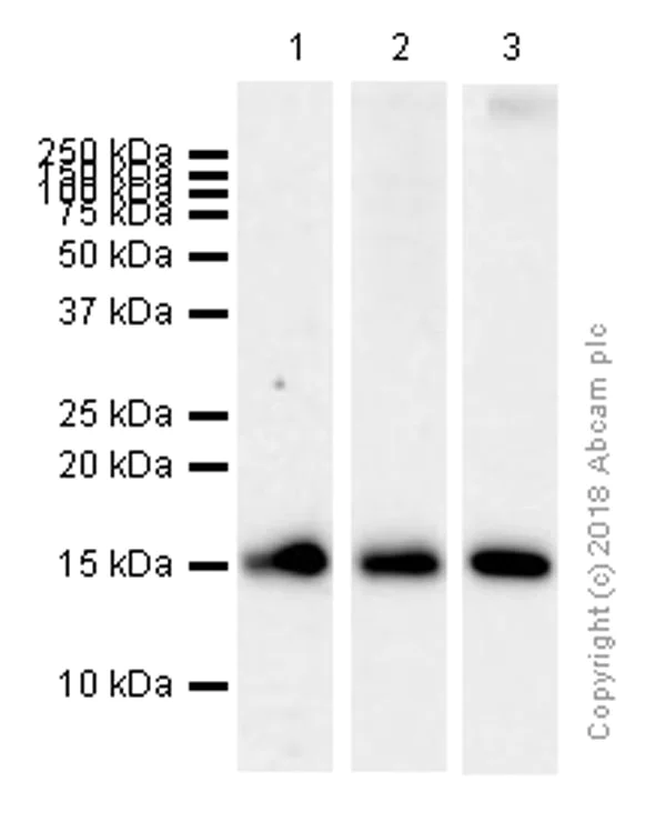 Western blot - Anti-AP2S1 antibody [EPR2697(2)] (AB128950)