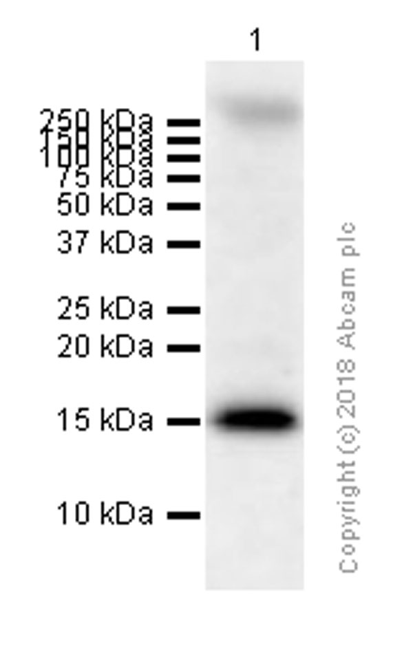 Western blot - Anti-AP2S1 antibody [EPR2697(2)] (AB128950), expandable thumbnail