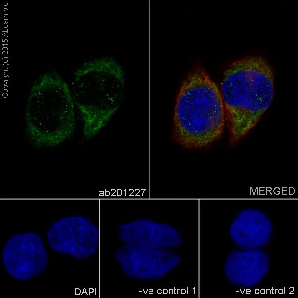 Immunocytochemistry/ Immunofluorescence - Anti-AP3M1 antibody [EPR16385] - BSA and Azide free (AB251337), expandable thumbnail