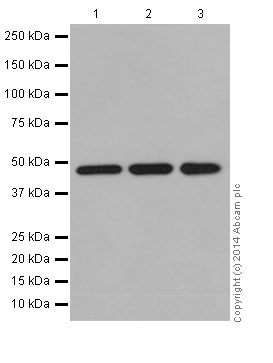 Western blot - Anti-AP3M1 antibody [EPR16385] - BSA and Azide free (AB251337), expandable thumbnail