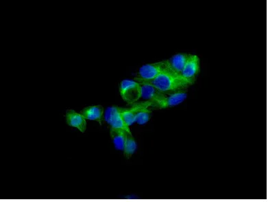 Immunocytochemistry/ Immunofluorescence - Anti-AP3M2 antibody [EPR12965] - BSA and Azide free (AB250149)