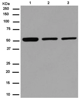 Western blot - Anti-AP3M2 antibody [EPR12965] - BSA and Azide free (AB250149)