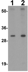 Western blot - Anti-AP3S1 antibody (AB113099)