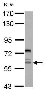Western blot - Anti-AP4 antibody (AB154057), expandable thumbnail