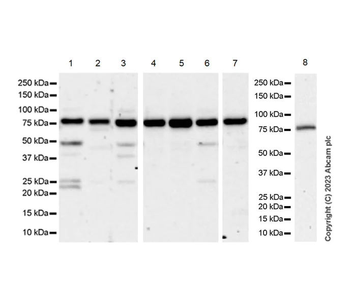 Western blot - Anti-AP4B1 antibody [EPR28048-85] (AB316002)