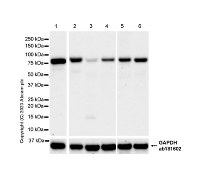 Western blot - Anti-AP4B1 antibody [EPR28048-85] - BSA and Azide free (AB316003), expandable thumbnail