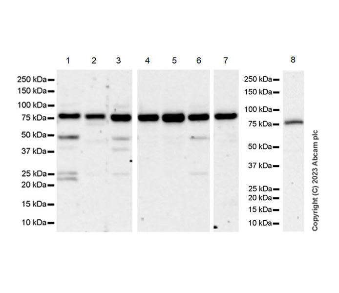 Western blot - Anti-AP4B1 antibody [EPR28048-85] - BSA and Azide free (AB316003), expandable thumbnail