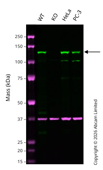 Western blot - Anti-AP4E1 antibody [EPR28049-87] - BSA and Azide free (AB318190)