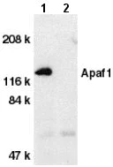 Western blot - Anti-APAF1 antibody (AB2000)