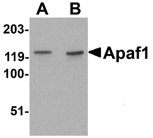 Western blot - Anti-APAF1 antibody (AB2001)