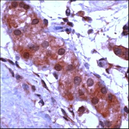 Immunohistochemistry (PFA perfusion fixed frozen sections) - Anti-APAF1 antibody (AB46899)