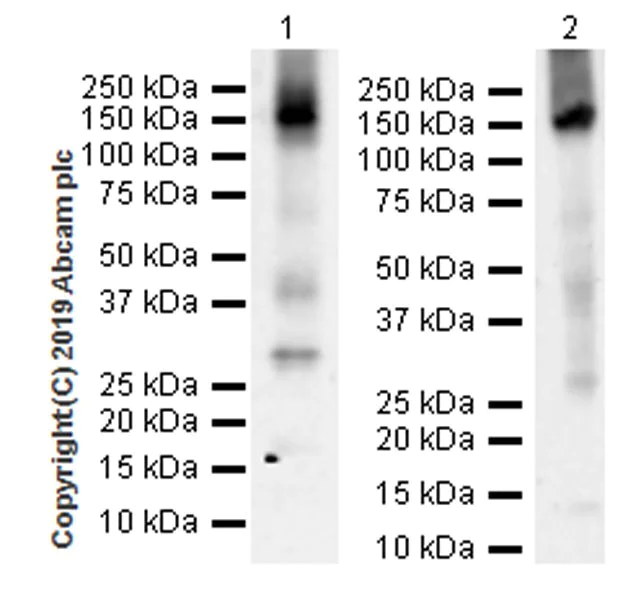 Western blot - Anti-APAF1 antibody [EPR21112-102] (AB234436)