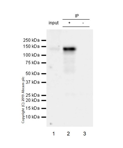 Immunoprecipitation - Anti-APAF1 antibody [EPR21112-102] - BSA and Azide free (AB254248), expandable thumbnail