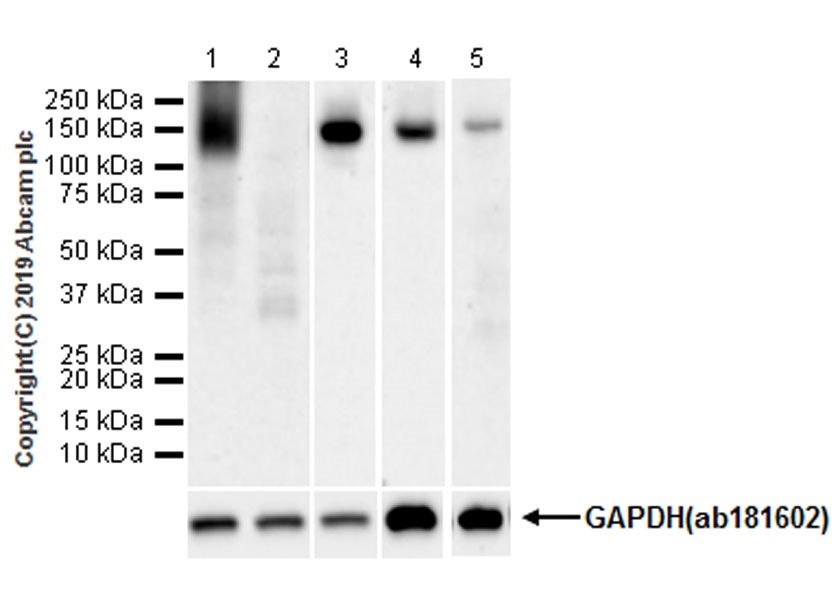 Western blot - Anti-APAF1 antibody [EPR21112-102] - BSA and Azide free (AB254248), expandable thumbnail