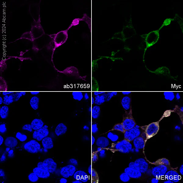 Immunocytochemistry/ Immunofluorescence - APC Anti-6X His tag® antibody [EPR20547] - ChIP Grade (AB317659)