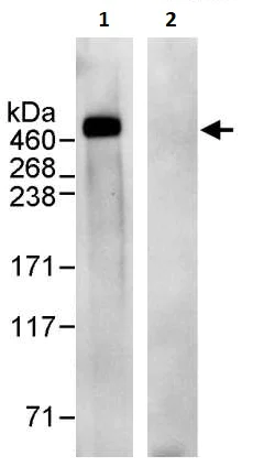 Immunoprecipitation - Anti-APC antibody (AB245442)