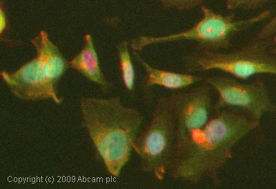 Anti-APC antibody [CC-1] - mouse monoclonal (ab16794) | Abcam