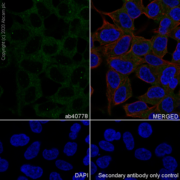 Anti-APC antibody [EP701Y] (ab40778) | Abcam