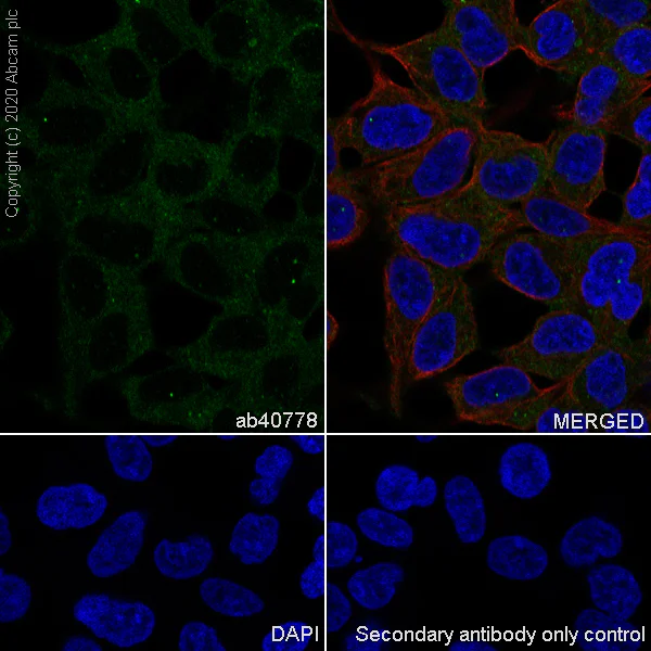Immunocytochemistry/ Immunofluorescence - Anti-APC antibody [EP701Y] - BSA and Azide free (AB239828)