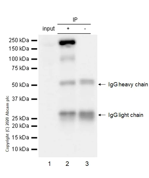Immunoprecipitation - Anti-APC antibody [EP701Y] - BSA and Azide free (AB239828)