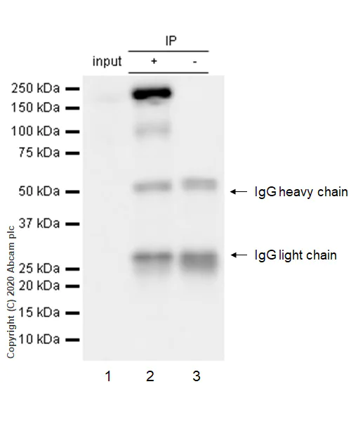 Immunoprecipitation - Anti-APC antibody [EP701Y] - BSA and Azide free (AB239828)
