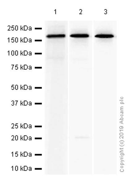 Western blot - Anti-APC antibody [EP701Y] - BSA and Azide free (AB239828)